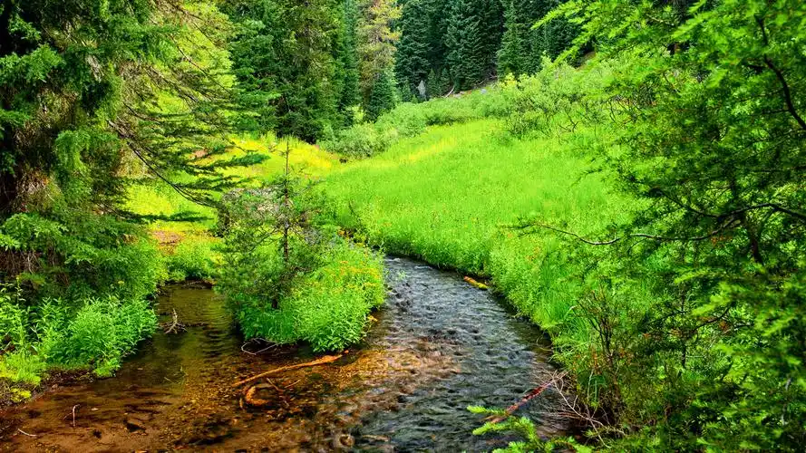 绿色树林风景图片桌面壁纸