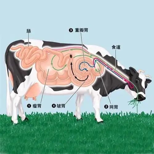 牛有几个胃优质