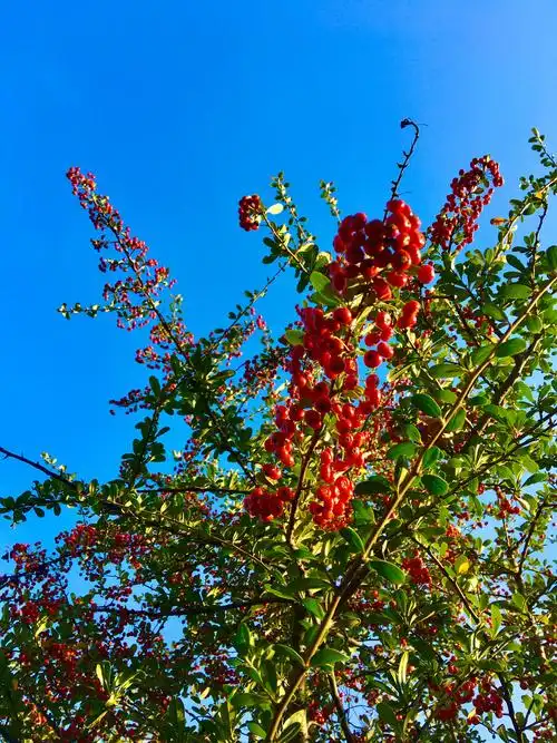 秋果红如火小丑火棘