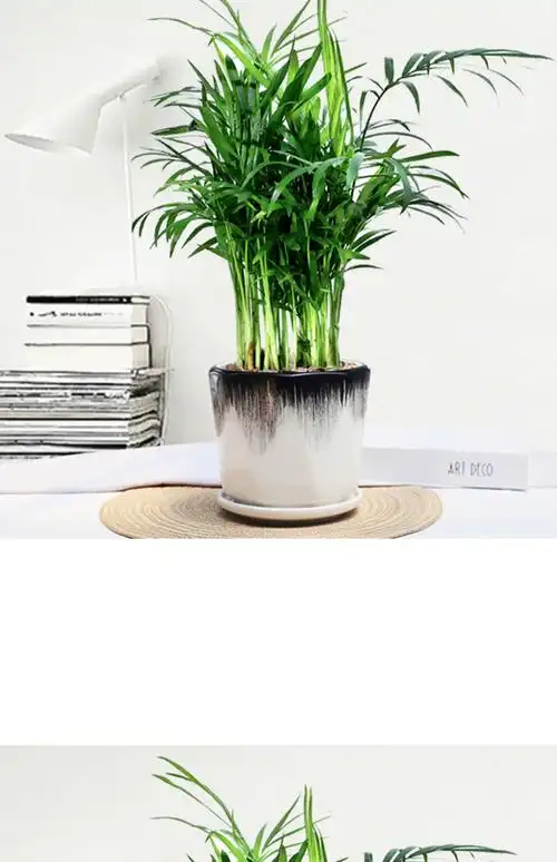 袖珍椰子盆栽室内四季常青好养植物办公室耐荫耐寒绿植110原盆袖珍