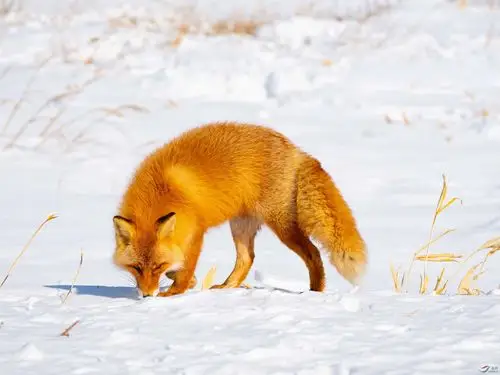 机敏,漂亮的红狐