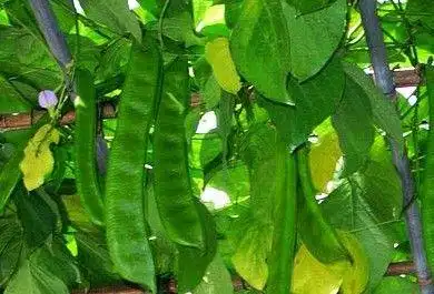 刀豆壳(中草药)