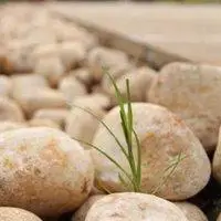 代表坚强的微信头像图片点击鼠标右键下载