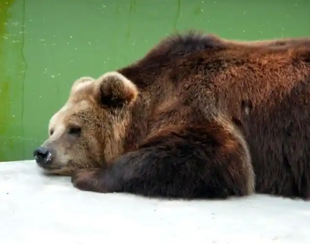 p>乌苏里棕熊(学名: i>ursus arctos lasiotus /i>):是哺乳纲,熊科的