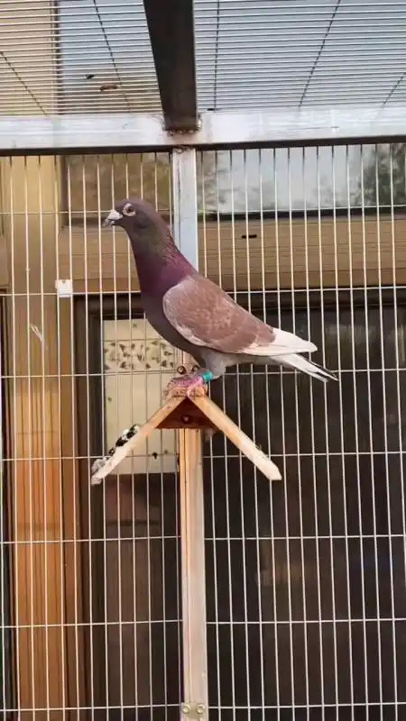 鸽疯子#漂亮的詹森红狐种雄.