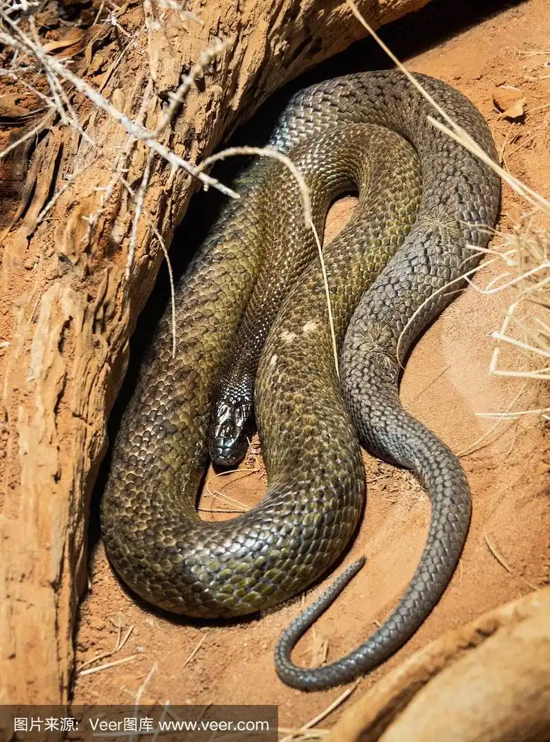 大班蛇在岩石旁睡觉的俯视图