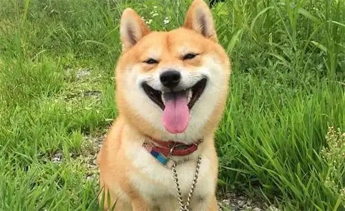 有谁见过狗子的笑容?狗子为何发笑