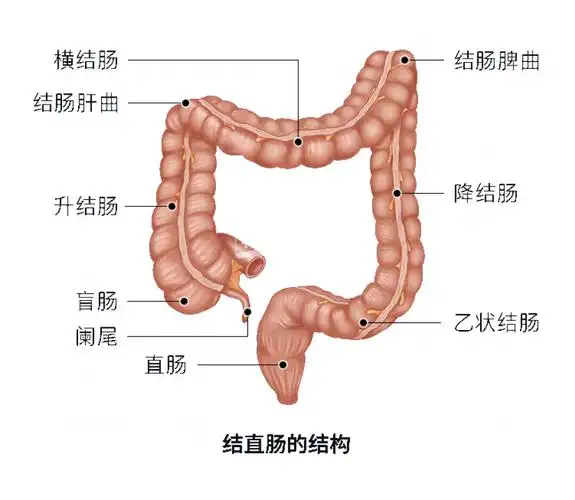 临床上常通过肛门指诊,肛门镜,乙状结肠镜,电子肠镜检查等方法进行