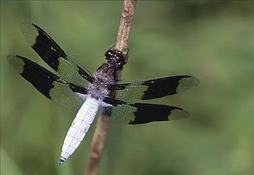 白蜻蜓图片