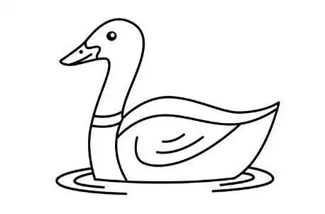 儿童简笔画游泳的鸭子