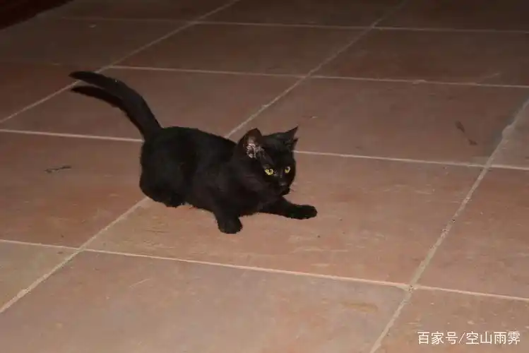 黑猫通灵--一只喜欢泡澡的猫