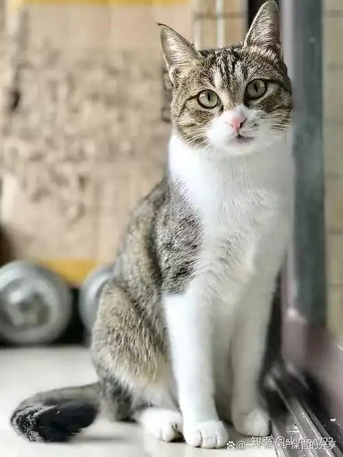 狸花猫是一种体格健壮的大型猫咪,长有美丽的斑纹被毛.