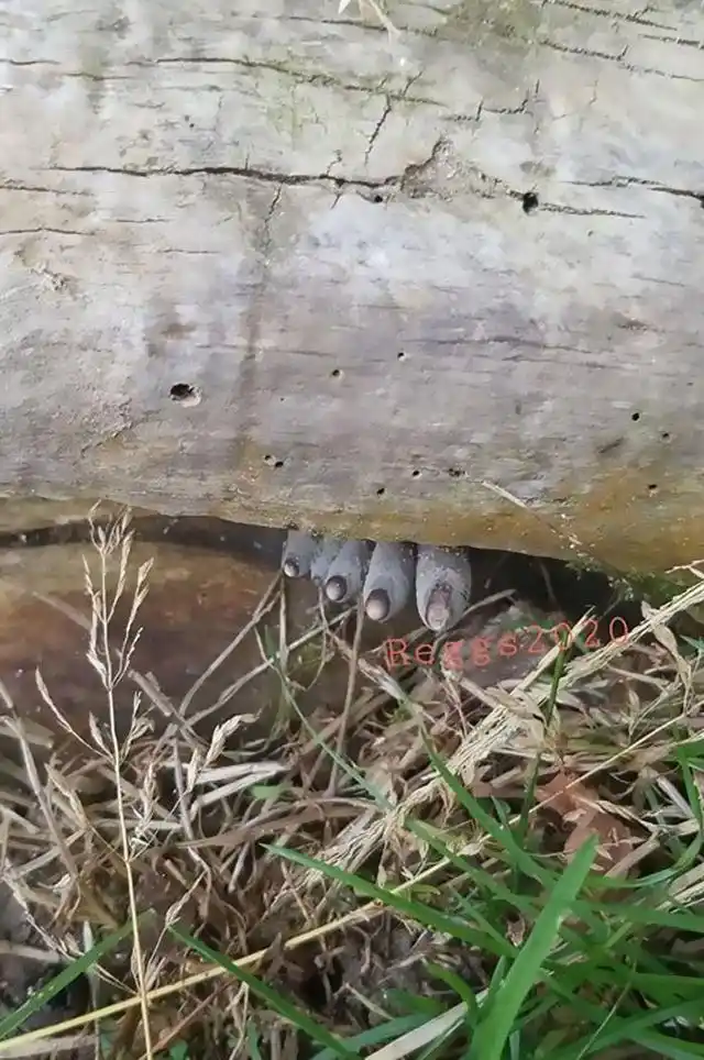 零度摄影:这种令人毛骨悚然的真菌被称为"死人的手指"