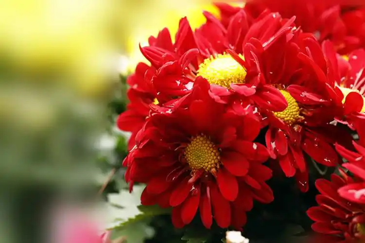 红装素裹菊花红