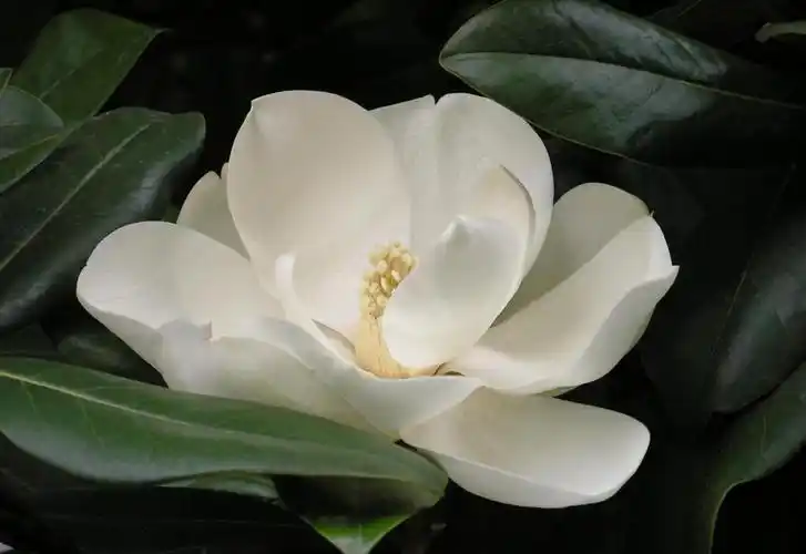 大量供应广玉兰(价格|批发|厂家|图片)-路标采购指南网