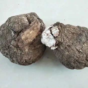 凯史甘斯长白山野生茯苓 整块茯苓 白茯苓 可切块 松茯苓 野生茯苓块