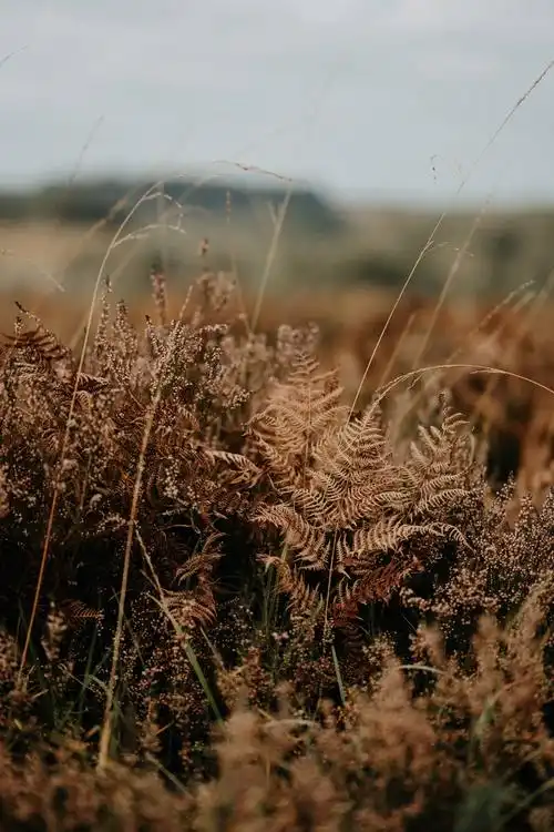 秋天的植物图片