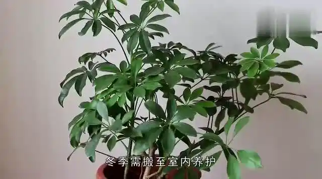 如何才能养好鹅掌柴呢?做好这6个要点,养好它是轻轻松松的