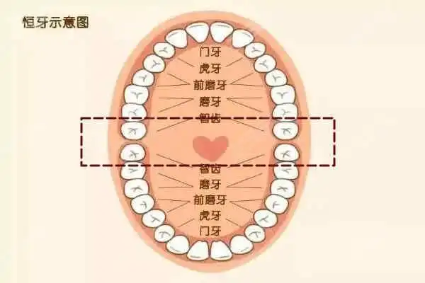 智齿位于牙列的后方,上下左右各会长一颗,被称之为第三磨牙.