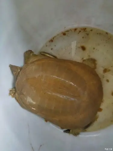 【图】这个是野生甲鱼吗?_钓鱼论坛_汽车之家论坛