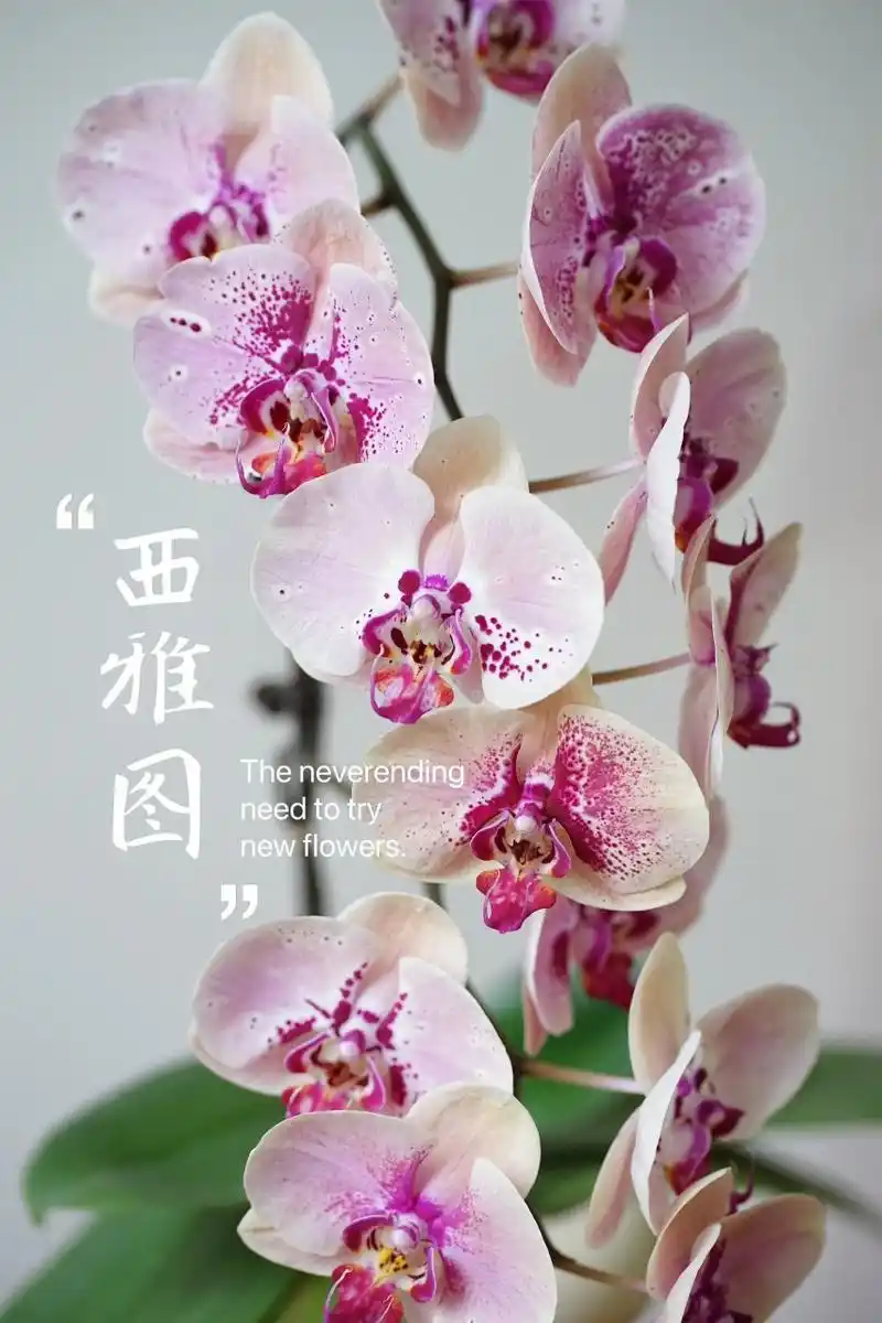 1西雅图蝴蝶兰 有必要为可爱的兰兰们搞个记录贴 都是在家里抽梗开花