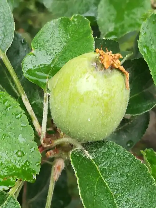 苹果小时候的样子