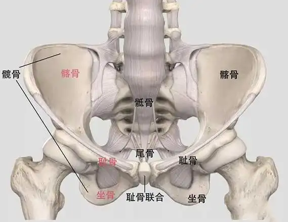 孕妇耻骨在哪个位置?有示意图片吗?-十月幸孕