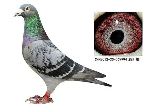 凡龙9994_玉王凯迪尔旦鸽业_ag188.com爱鸽商城_中国信鸽信息网