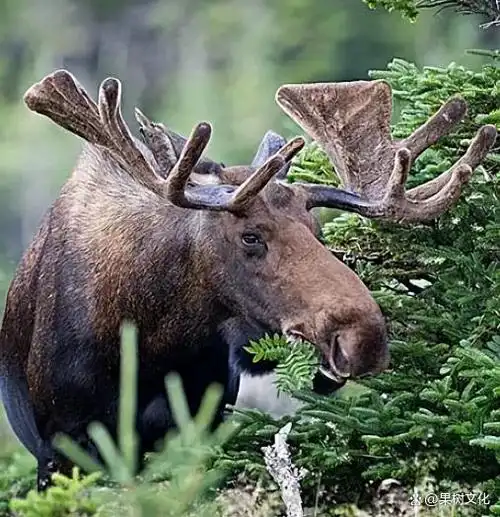 俗称犴达罕的驼鹿,以其巨大的体格著称,是世界上体型最庞大的鹿科成员