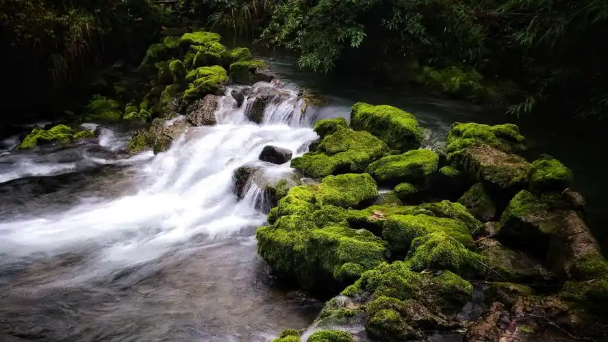 茂兰喀斯特原始森林