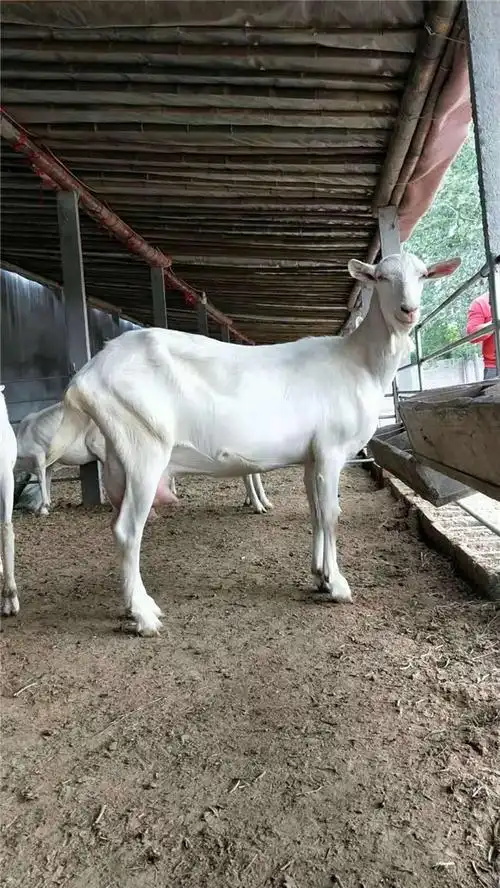 白银奶山羊厂家实体