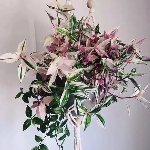 5种吊兰花,给点水就疯长,比绿萝还好养,家里养一盆,漂亮又个性!
