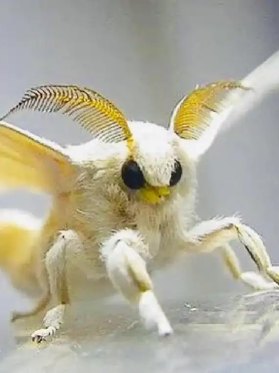 你们觉得蛾子可爱,还是可怕?