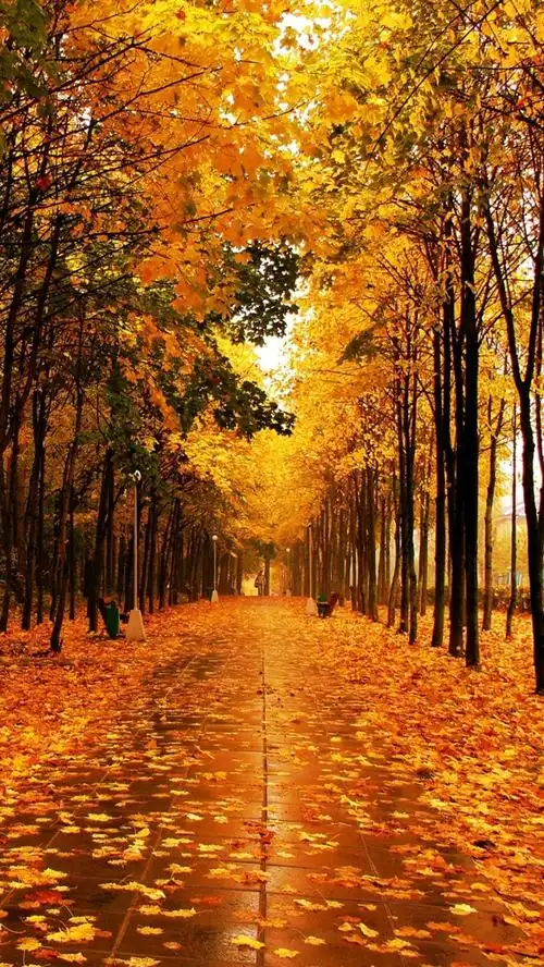 秋天美丽的公园,黄色的枫叶,树木,潮湿的道路