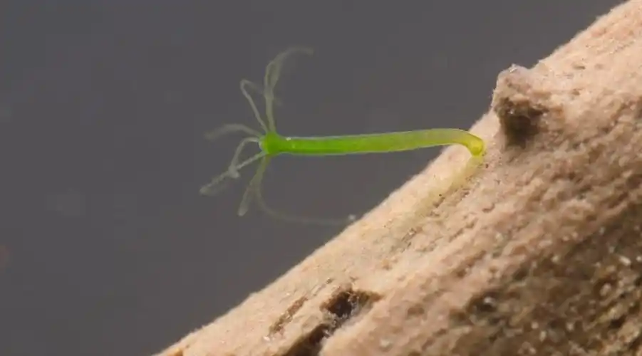 水螅(老化速度极慢的腔肠动物)_石塘网