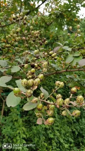 请问这是什么树的果实?