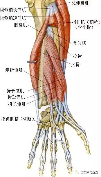 拇长展肌:起点:尺骨,桡骨和骨间膜的后面止点:第1掌骨底功能:在腕掌