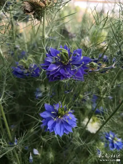 一种叫黑种草的植物