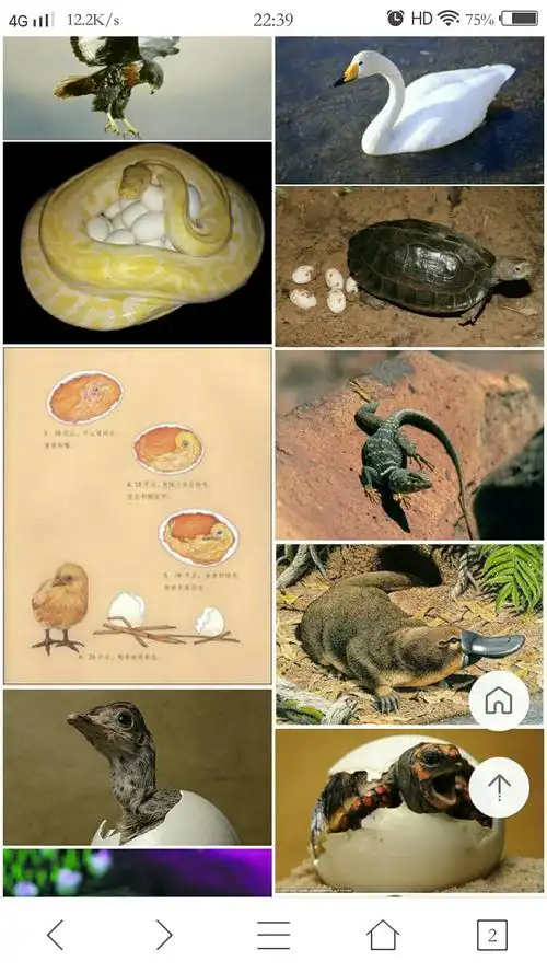 还有蛇,小鸟等许多动物都是卵生动物