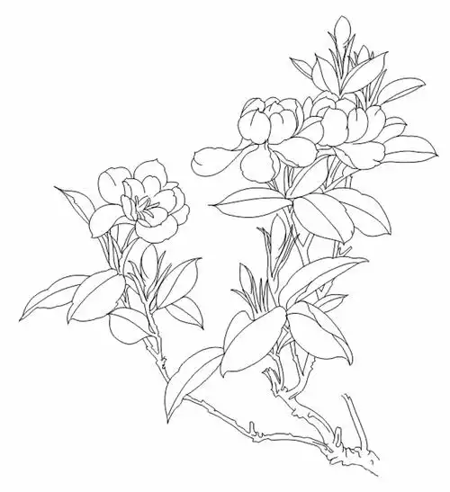 我想要一张雀舌栀子的手绘图,谢谢.