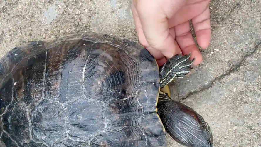 巴西龟养了15年啦!