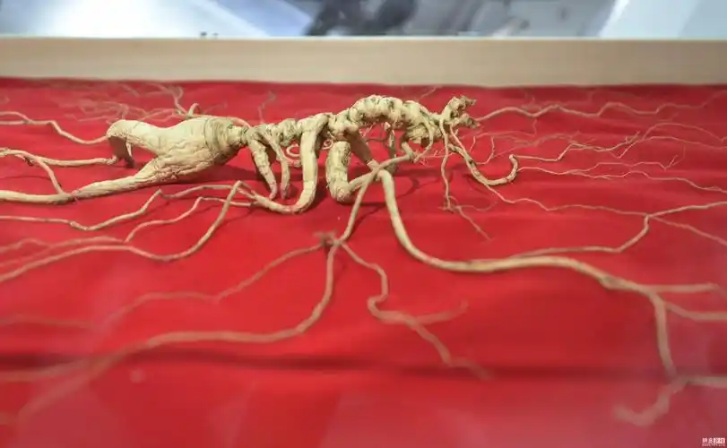 世界互联网大会现野生参王估值600万元