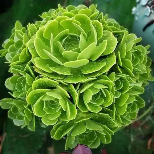 hqc多肉魔法师魔法师多肉套餐系列黑法师盆栽大盆老桩植物新款爆盆