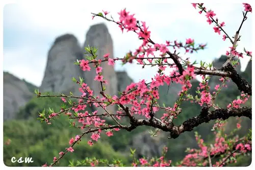 三月桃花开,赣南桃源行.