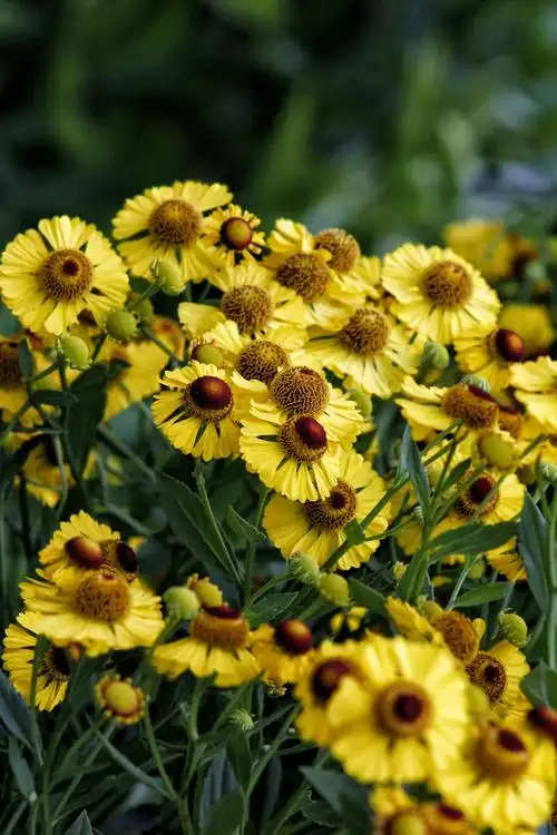 金光灿灿堆心菊