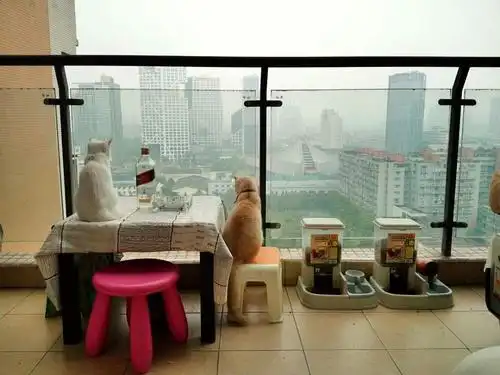 开放式阳台怎么防止猫咪掉下去!