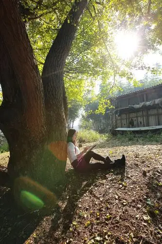 银杏树下情思浓