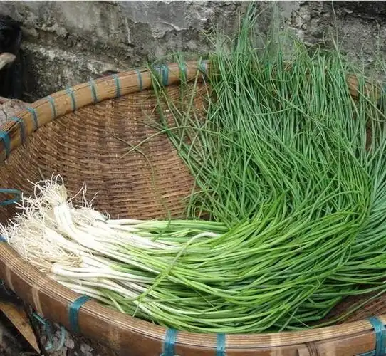 长得像葱又像蒜,被誉为"菜中灵芝",营养丰富,腌着吃超下饭|荞头|大葱