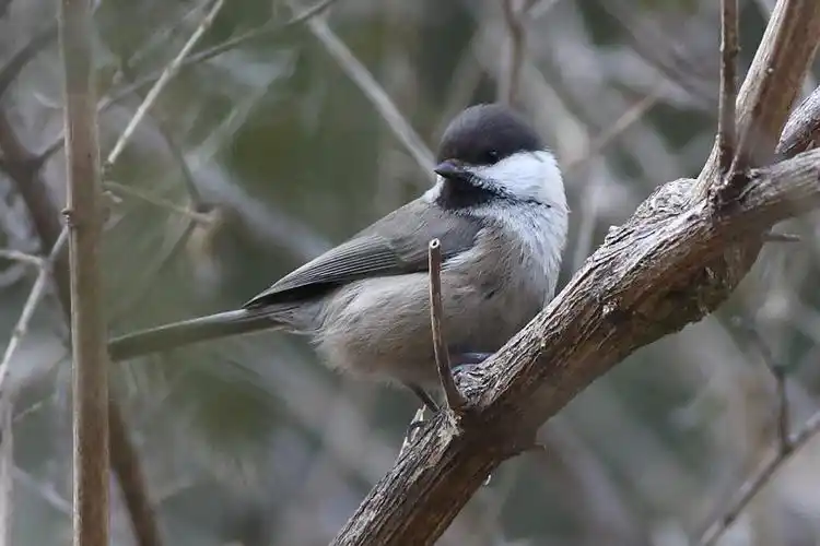 蹲守在灰头山雀出入的地方
