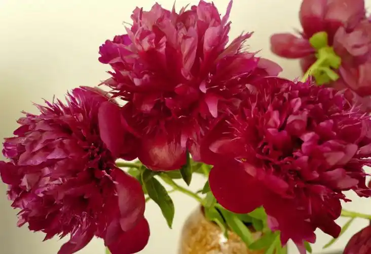 进口芍药红色魅力丝绸一样的花朵